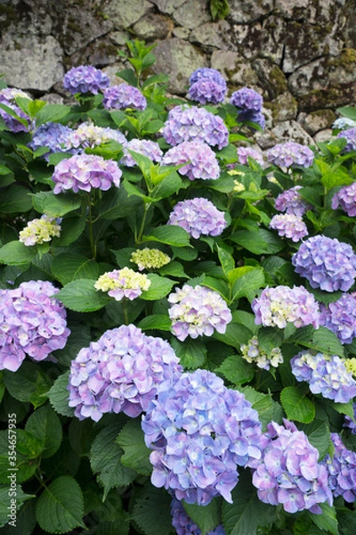 Fototapeta 矢田寺の紫陽花