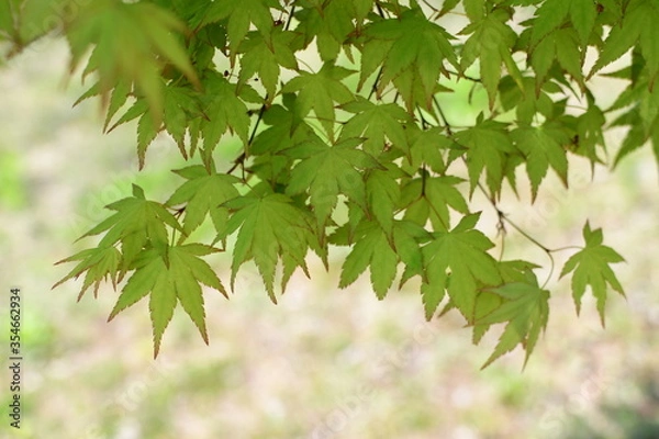 Fototapeta green leaves background