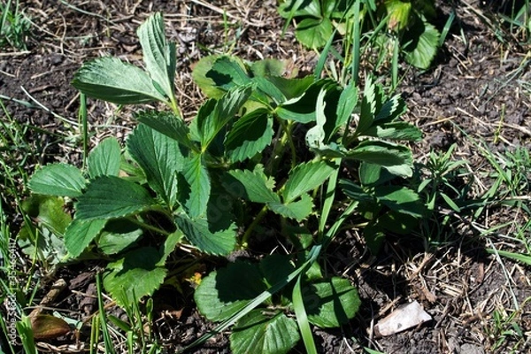 Fototapeta Strawberry bush. Photo for the design of garden booklets.