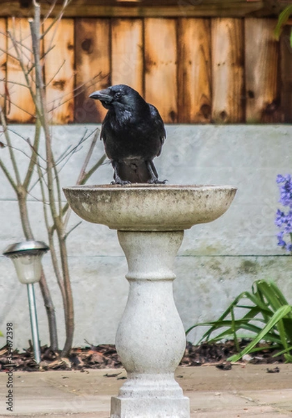 Obraz A black crow, perched on a bird bath, in a garden