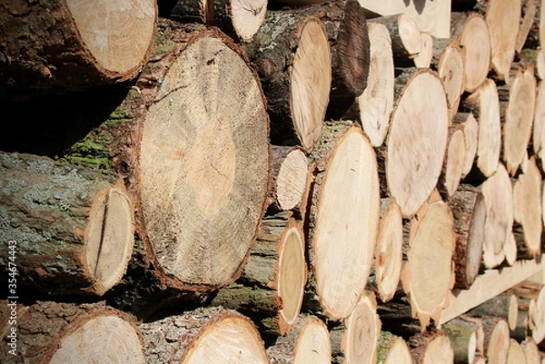 Obraz Holzstämme - gestapelt