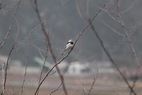 Obraz 풍경, 사진, 달, 도로,