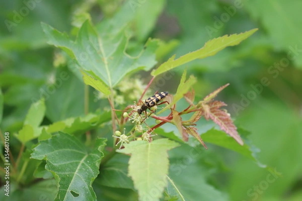 Fototapeta 나무, 건물, 곤충, 한옥