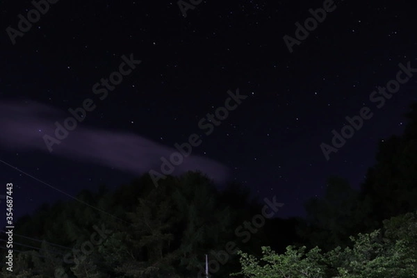 Fototapeta 나무, 건물, 곤충, 한옥