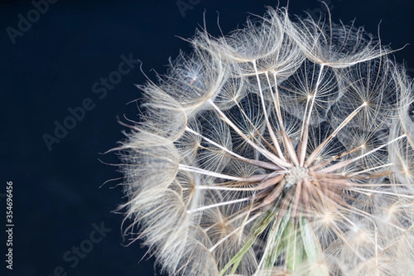 Fototapeta Pissenlit