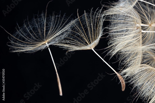 Fototapeta Pissenlit