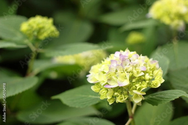 Obraz Hydrangea close up