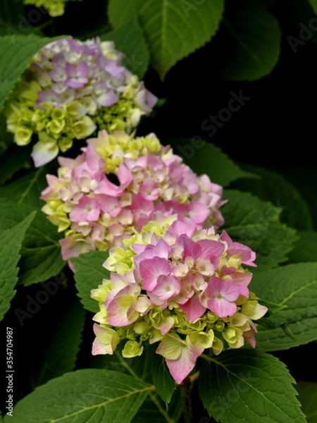 Obraz Hydrangea close up