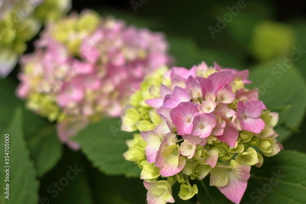 Obraz Hydrangea close up