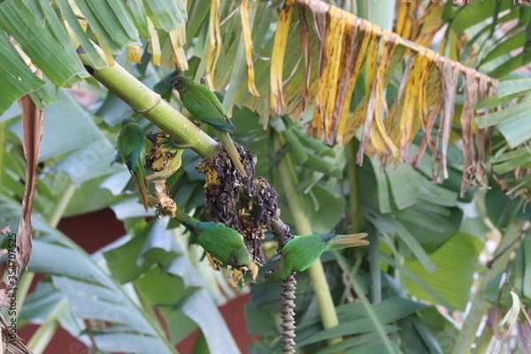 Obraz tropical palm tree