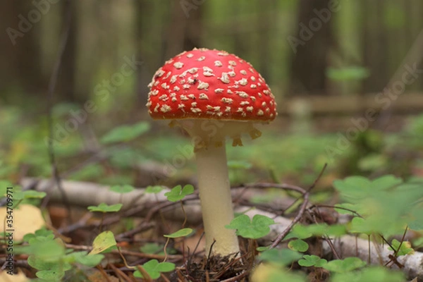 Fototapeta The toadstool in natural environment