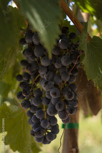 Obraz Racimo de uvas