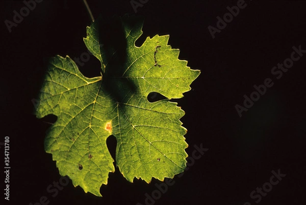 Obraz A leaf of grape lit by the sun in a vineyard at the sunset. Piedmont, Italy.