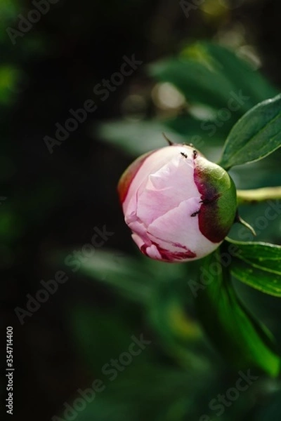 Fototapeta Pink Peony Flower bud blooming, selective focus
