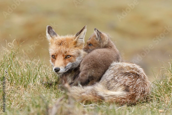 Fototapeta Red fox cub in nature in springtime