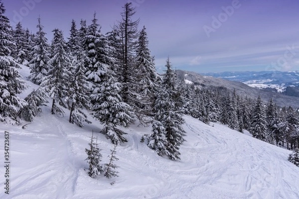 Obraz snow covered trees in Carpathian mountains