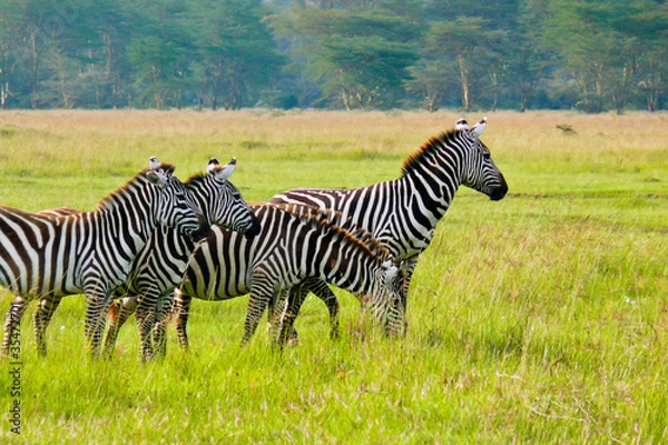 Obraz Four Zebras in the Masai Mara National Reserve, Kenya.