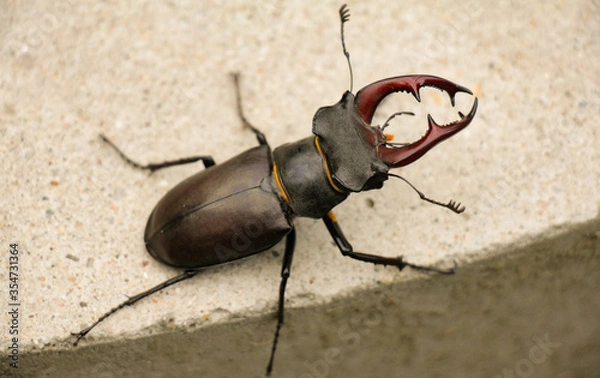 Obraz Close-up of a stag beetle on pavement