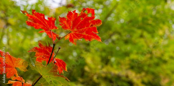 Obraz Red maple leaf on a background of green autumn nature