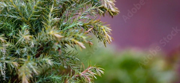 Fototapeta Green juniper branch close-up with blurry background