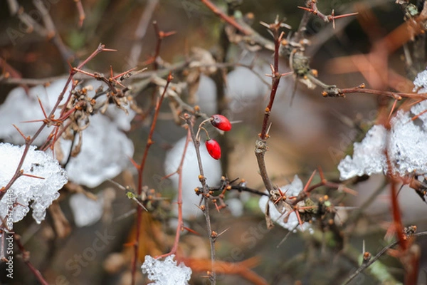 Obraz Two small red berries on a background of branches with snow
