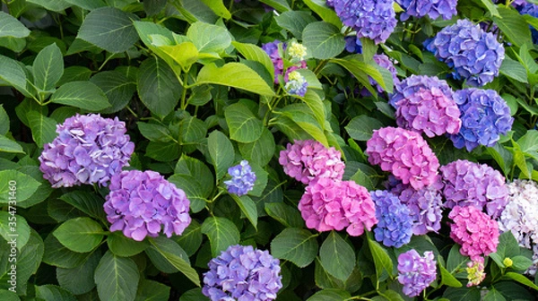 Obraz Multi colored hydrangea bush with green leaves