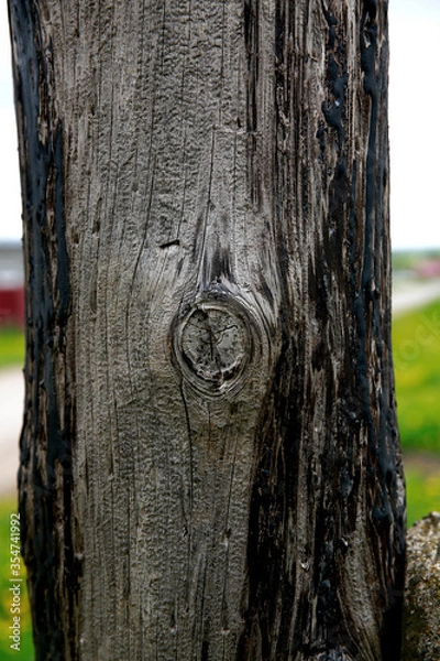 Fototapeta tree bark texture
