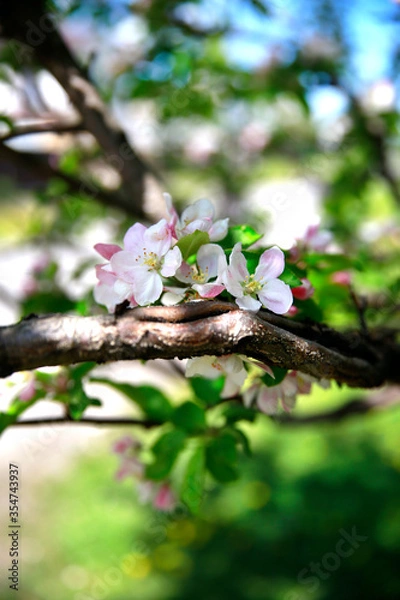 Fototapeta cherry blossom in spring