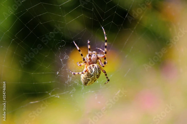 Fototapeta Spider on the web