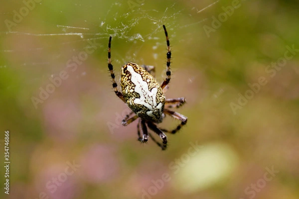 Fototapeta Spider on the web