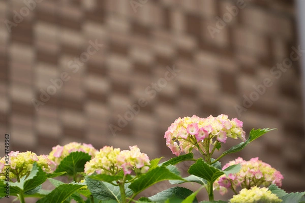 Obraz 紫陽花の季節