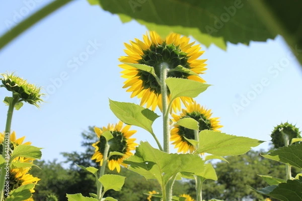 Obraz sunflower in the field