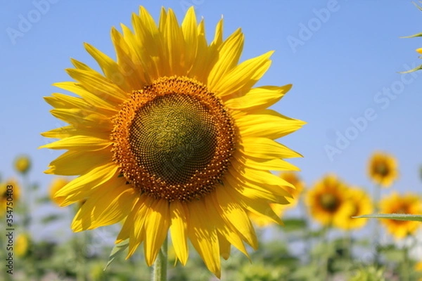 Obraz sunflower on the field