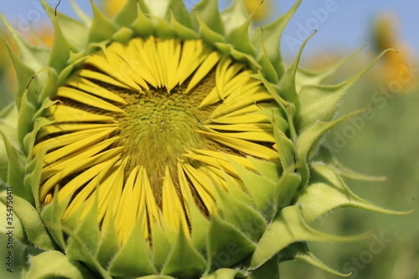 Obraz yellow sunflower on green background