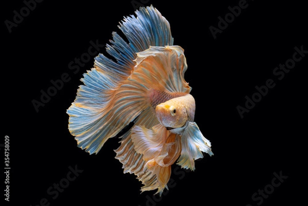 Fototapeta Multi color Siamese fighting fish(Rosetail)(half moon),fighting fish,Betta splendens,on black background 