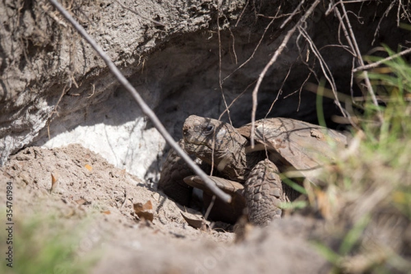 Fototapeta Gopher Tortoise in the wild