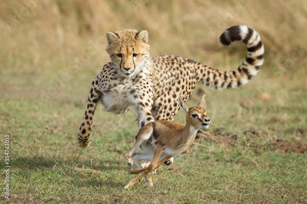 Fototapeta Młody gepard ściga gazelę małego Thompsona Masai Mara Kenia ucząca się polować