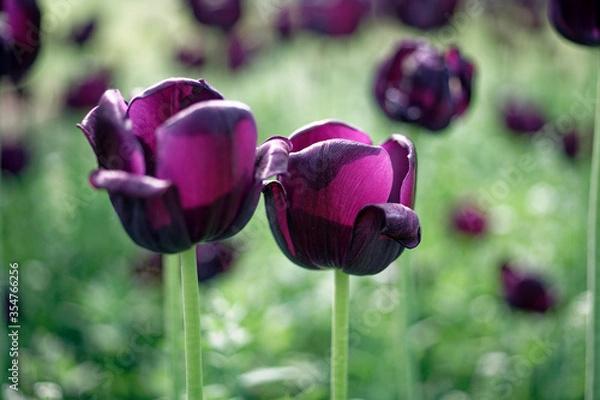 Obraz black tulip