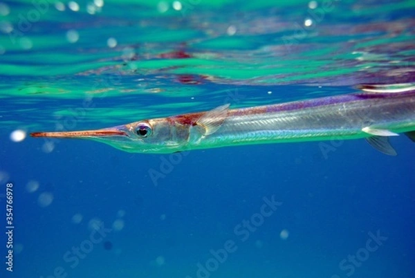 Fototapeta Longnose gar fish