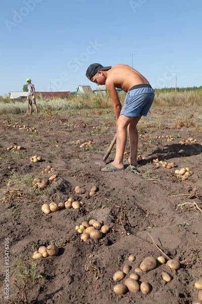 Fototapeta Дети выкапывают картофель.