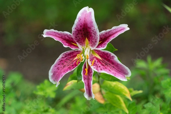 Obraz Lily flower, (Lilium speciosum uchida). Wild Lily Native of Japan with background green and yellow leaves