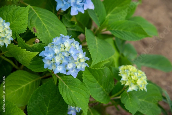 Fototapeta アジサイ