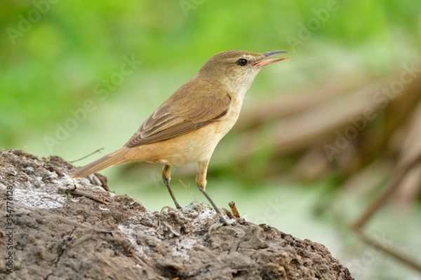 Fototapeta Oriental Reed Warbler (Acrocephalus orientalis) clean pale brown bird standing on dirt station while searching for meal in open land