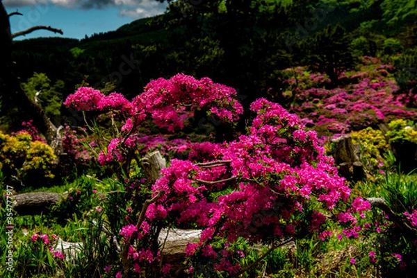 Fototapeta 万年山のミヤマキリシマ