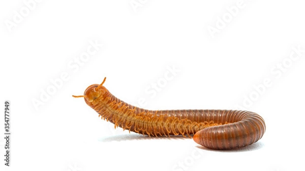 Fototapeta Millipede isolated on white background.