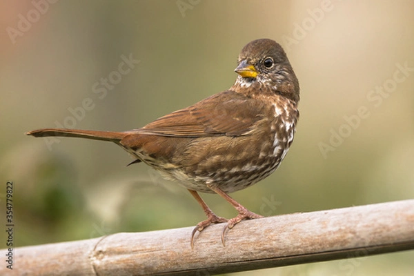 Fototapeta Fox Sparrow perched on a railing