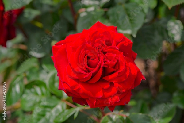 Fototapeta 小倉の池のバラ