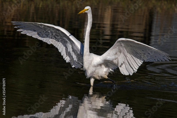 Obraz Great egret moving in on prey
