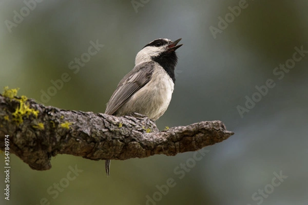 Fototapeta Mountain Chickadee  Singing