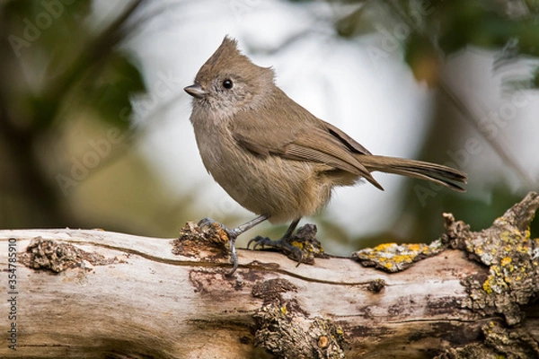 Fototapeta Oak titmouse on a log